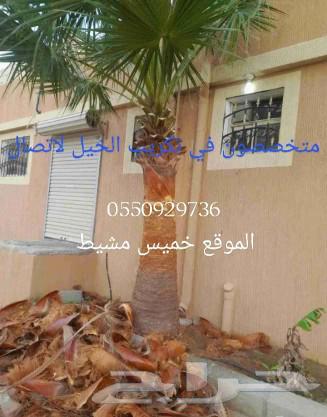 نخل للبيع64240627508226112