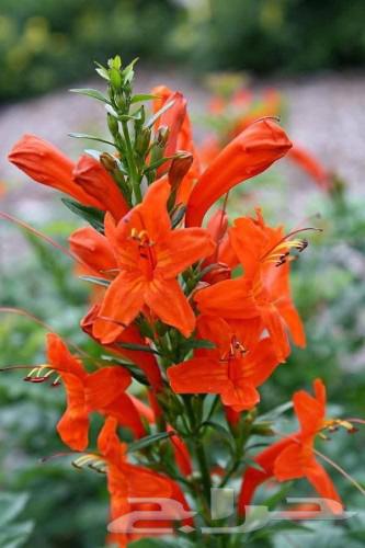 تنسيق وزراعة جميع الحدائق داخل وخارج المنازل64244832554497112