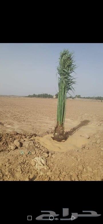 يوجد لدينا جميع انواع انخيل وقلع وغرس وتركيب جميع انواع اشبو64244831741826114
