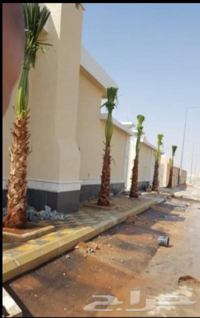 توريد وزراعة النخيل بأنواعه وتنظيف وتكريب64240954020993112