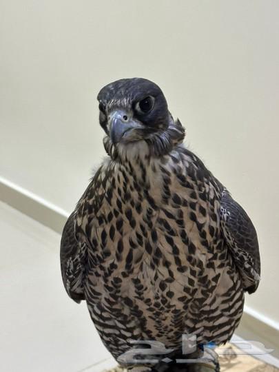 توصيل طيور مع صقارين الي جميع أنحاء المملكة64244669185282110