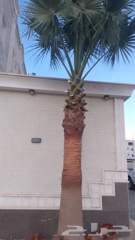 نخل للبيع64240627508226111