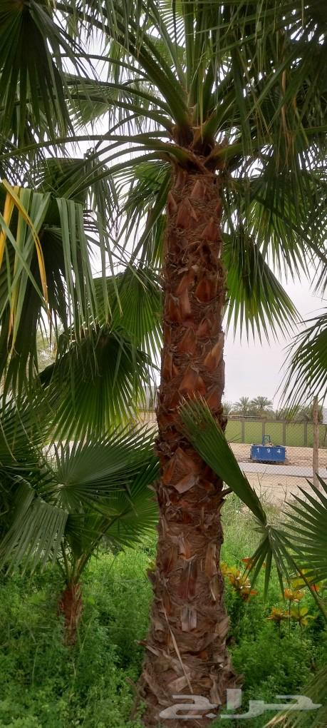 أبو ندا لتنسق حدائق64241652603649114