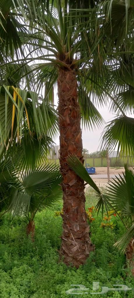 أبو ندا لتنسق حدائق64241652603649113