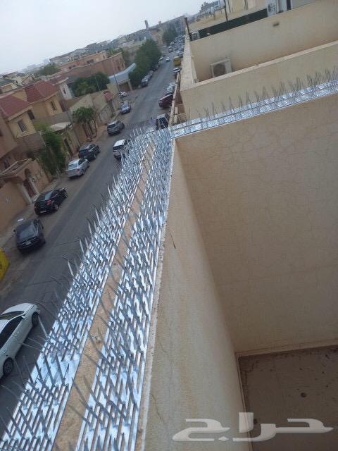 Installing spikes and pigeon repellents64244833042434110