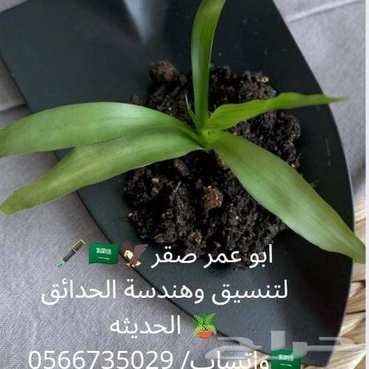 تنسيق حدائق وتركيب العشب الجدارى64241148364803113