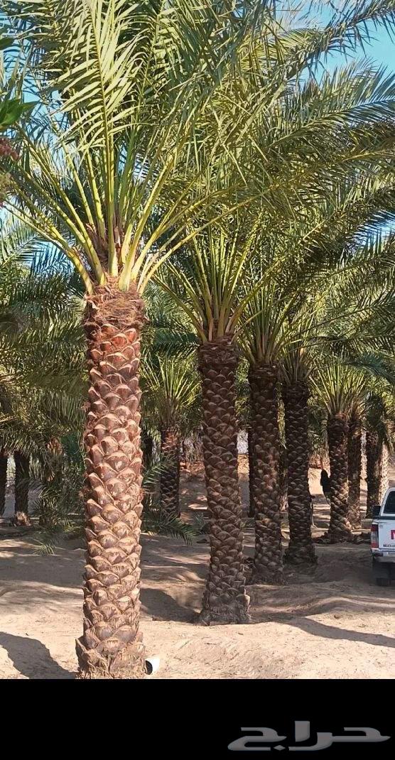 جميع أشغال أنخل تحويض تكريب واشنطن تركيب شبوك64240953969027112