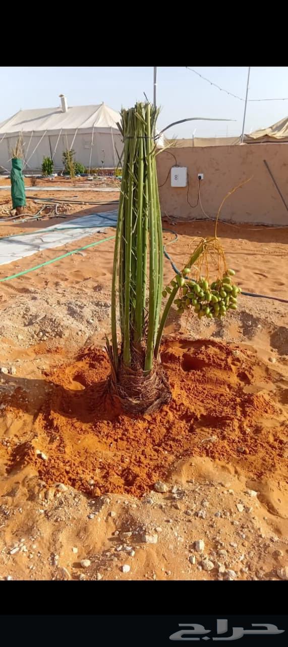 يوجد لدينا جميعا أنوع النخيل المثمر عربي واشنطن64240460129154114