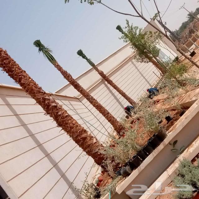 مقاول نخيل وشبوك64241148460930114