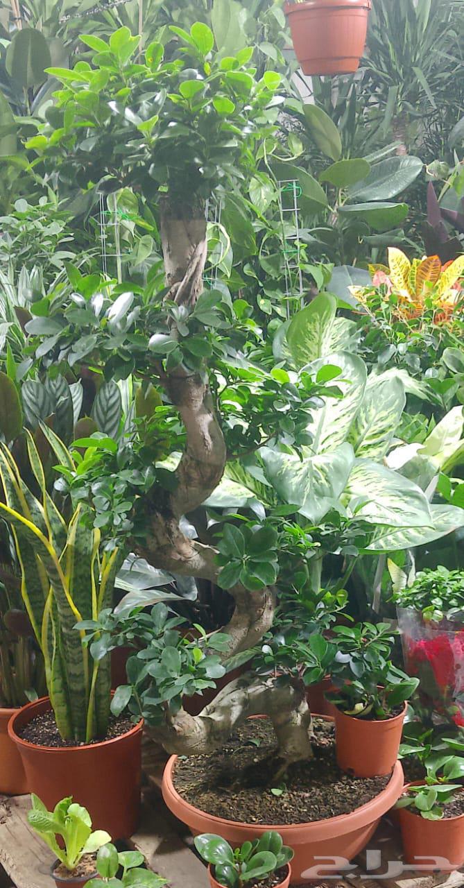 تنسيق حدائق landscape64240626381443110