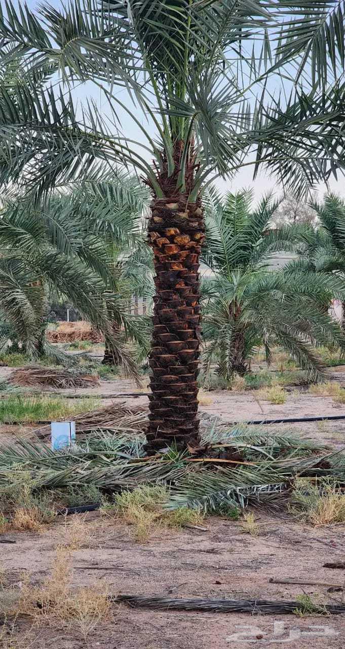 All types of date palm services, cleaning and pruning of palms64240954160897111