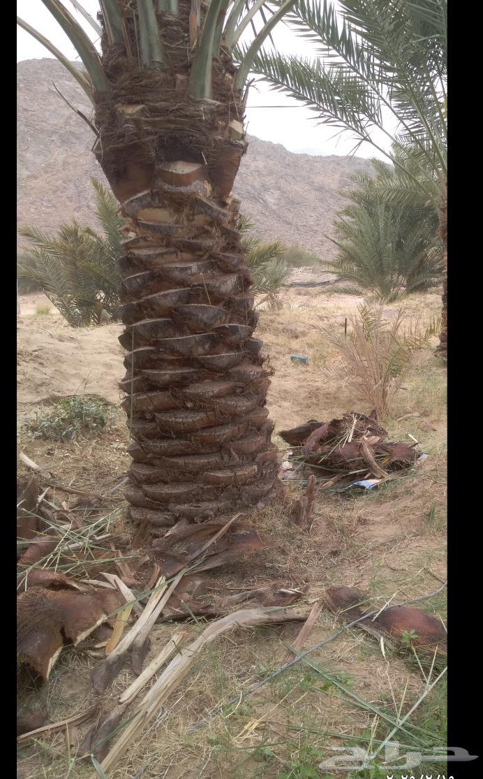 Installation, cleaning, removal of tiles, existing white palm trees, Al-Khalees, and Shishi64241317939586110