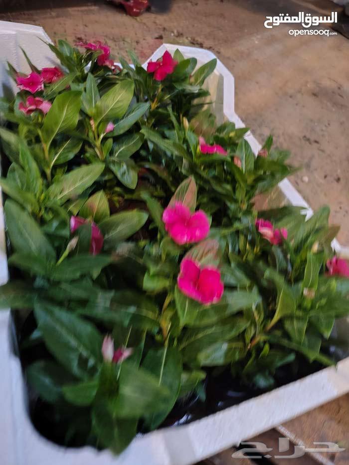 تنسيق حدائق64244832367747110