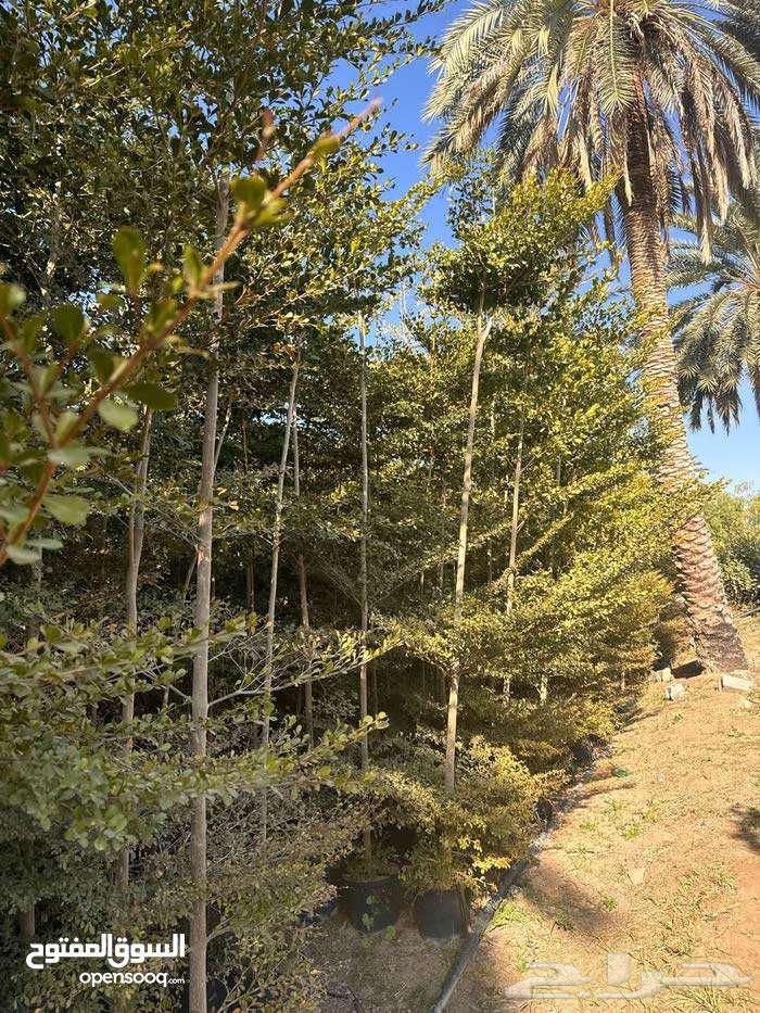 تنسيق حدائق64244832367747113