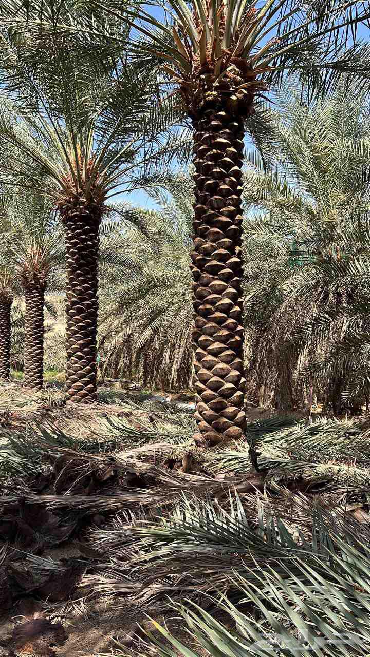 We supply and install all types of awnings and shades, as well as palm tree planting64240299230979110