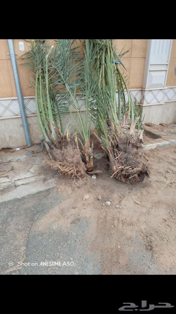 Installation, cleaning, removal of tiles, existing white palm trees, Al-Khalees, and Shishi64241317939586111