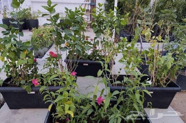 مشتل تنسيق الحدائق والزراعة64250137133699110