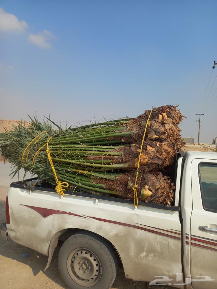 يوجد لدينا جميع أنواع انخيل الفاخره64241653799809113