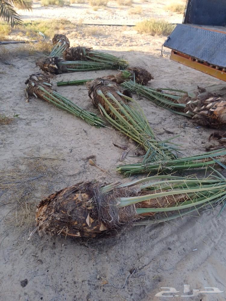 توريد وزراعة النخيل بأنواعه وتنظيف وتكريب64240954020993111