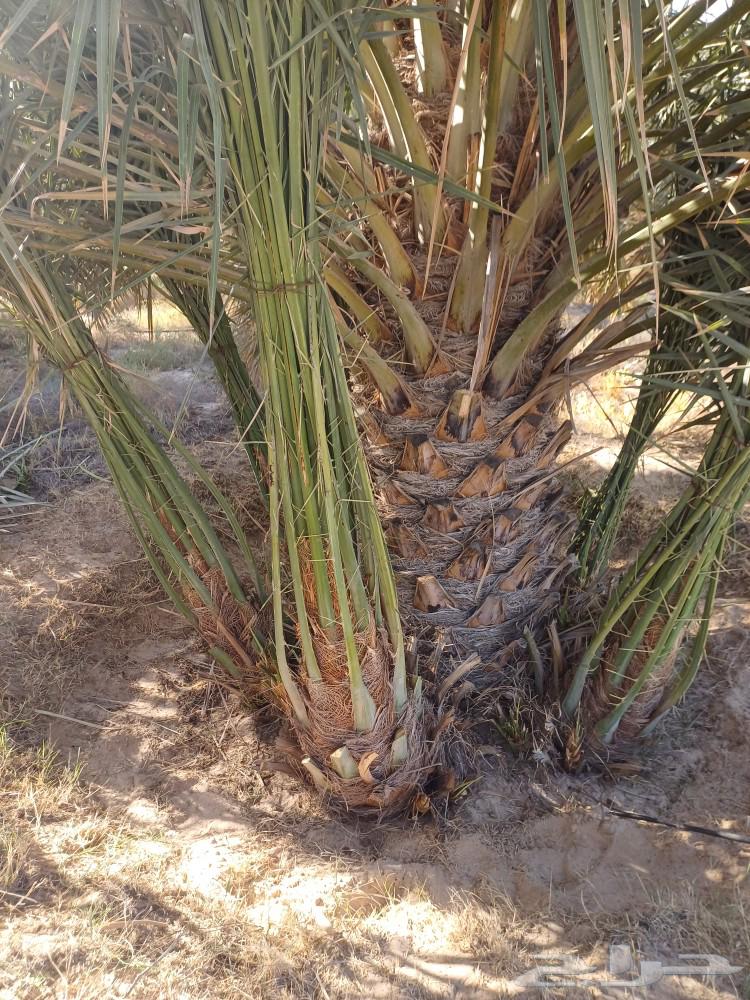 توريد وزراعة النخيل بأنواعه وتنظيف وتكريب64240954020993110