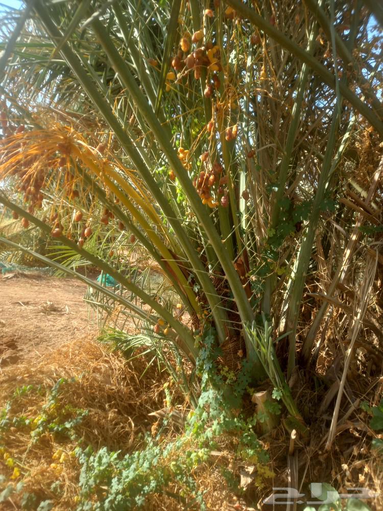 يوجد لدينا جميع أنواع انخيل الفاخره64241653799809111