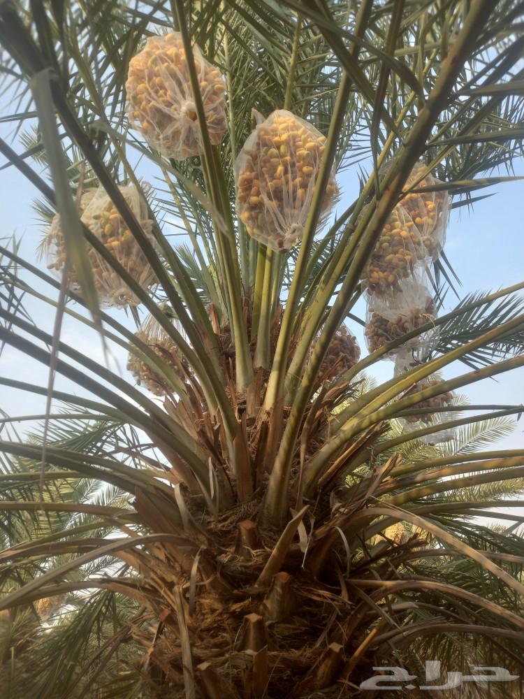 يوجد لدينا جميع أنواع انخيل الفاخره64241653799809112