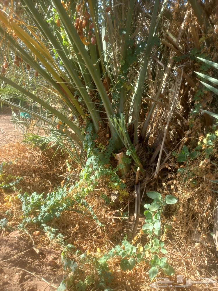 يوجد لدينا جميع أنواع انخيل الفاخره64241653799809110