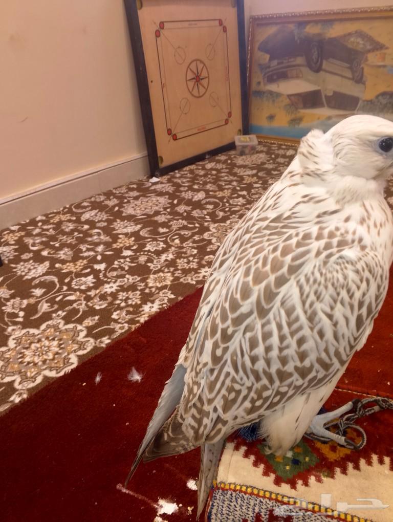 توصيل طيور مع صقارين الي جميع أنحاء المملكة64244669185282111