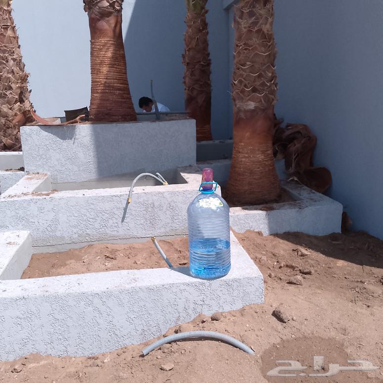 نخل للبيع64240627508226114