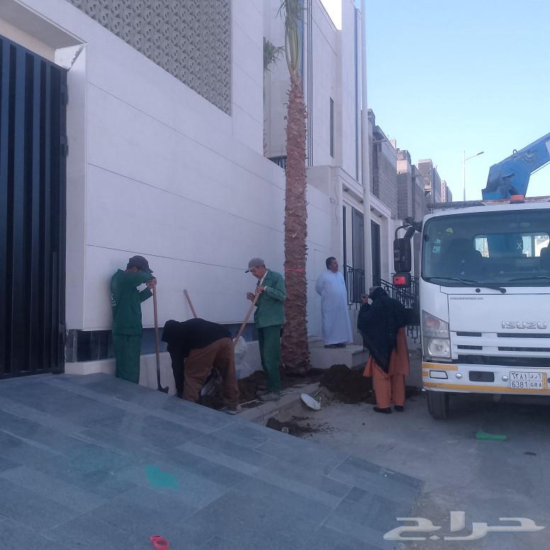 نخل للبيع64240627508226110