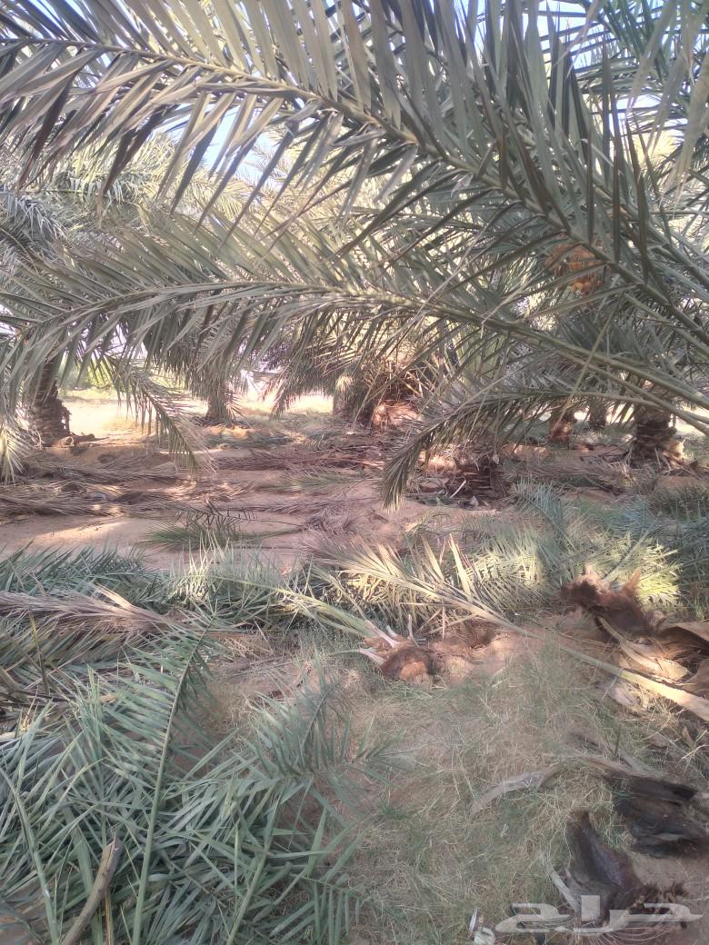 Palm tree cleaning, pruning, and pollination64240458465793112