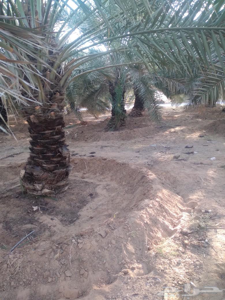 Palm tree cleaning, pruning, and pollination64240458465793114