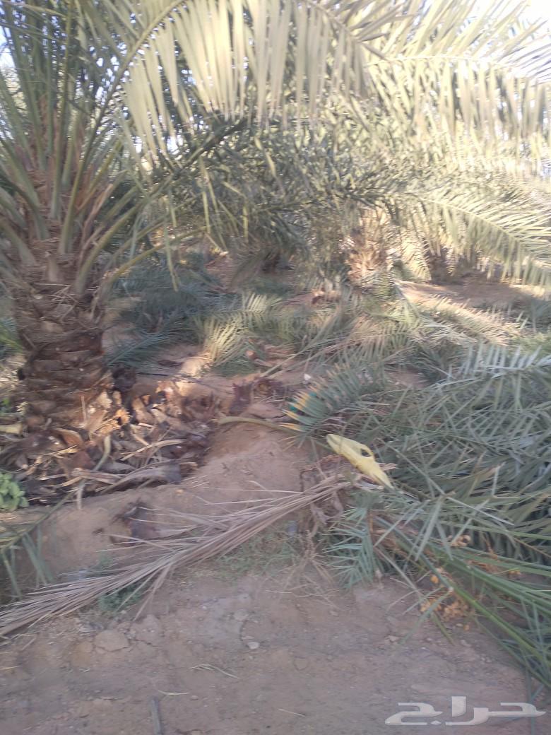 Palm tree cleaning, pruning, and pollination64240458465793111