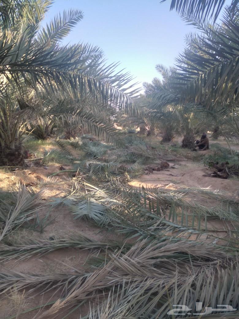 Palm tree cleaning, pruning, and pollination64240458465793113