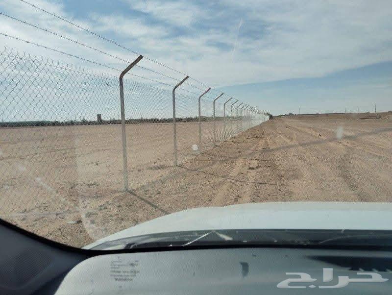 Date_palm_and_tree_planting64240786165763112