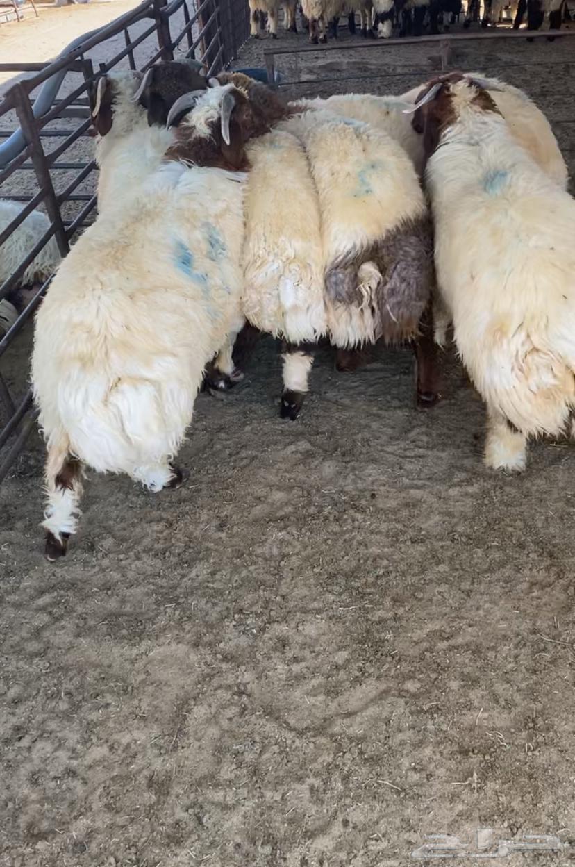 نعيم بلدي طرف ومجس طيب بالحيل64241654314114111