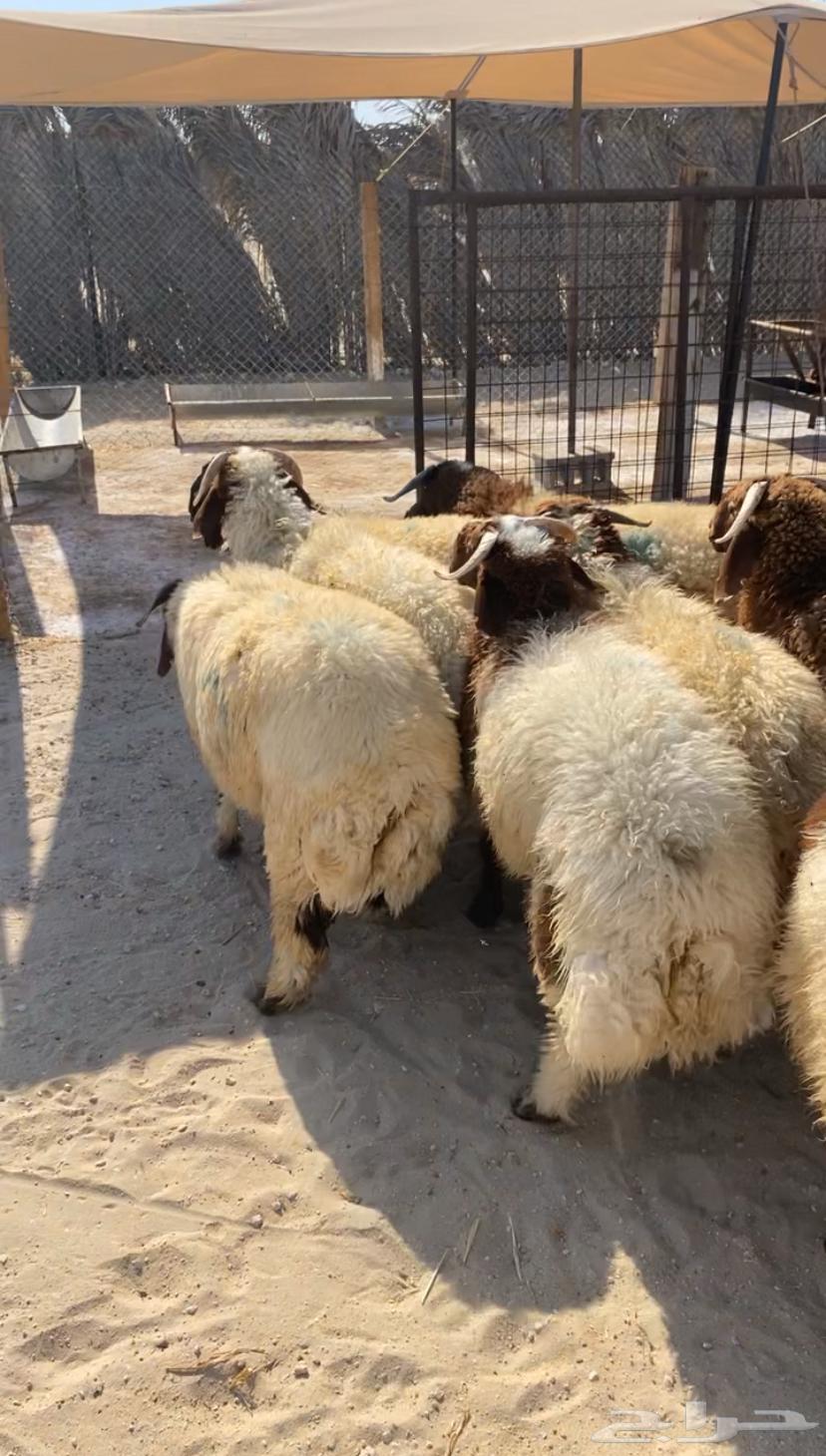 نعيم بلدي طرف ومجس طيب بالحيل64241654314114113