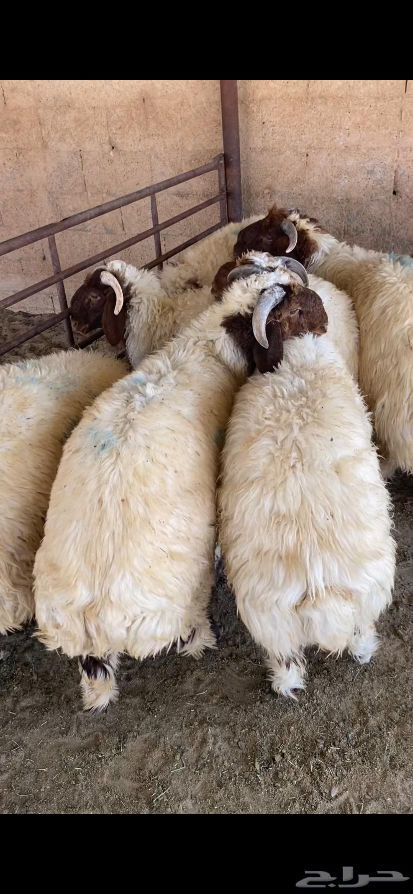 نعيم بلدي طرف ومجس طيب بالحيل64241654314114110