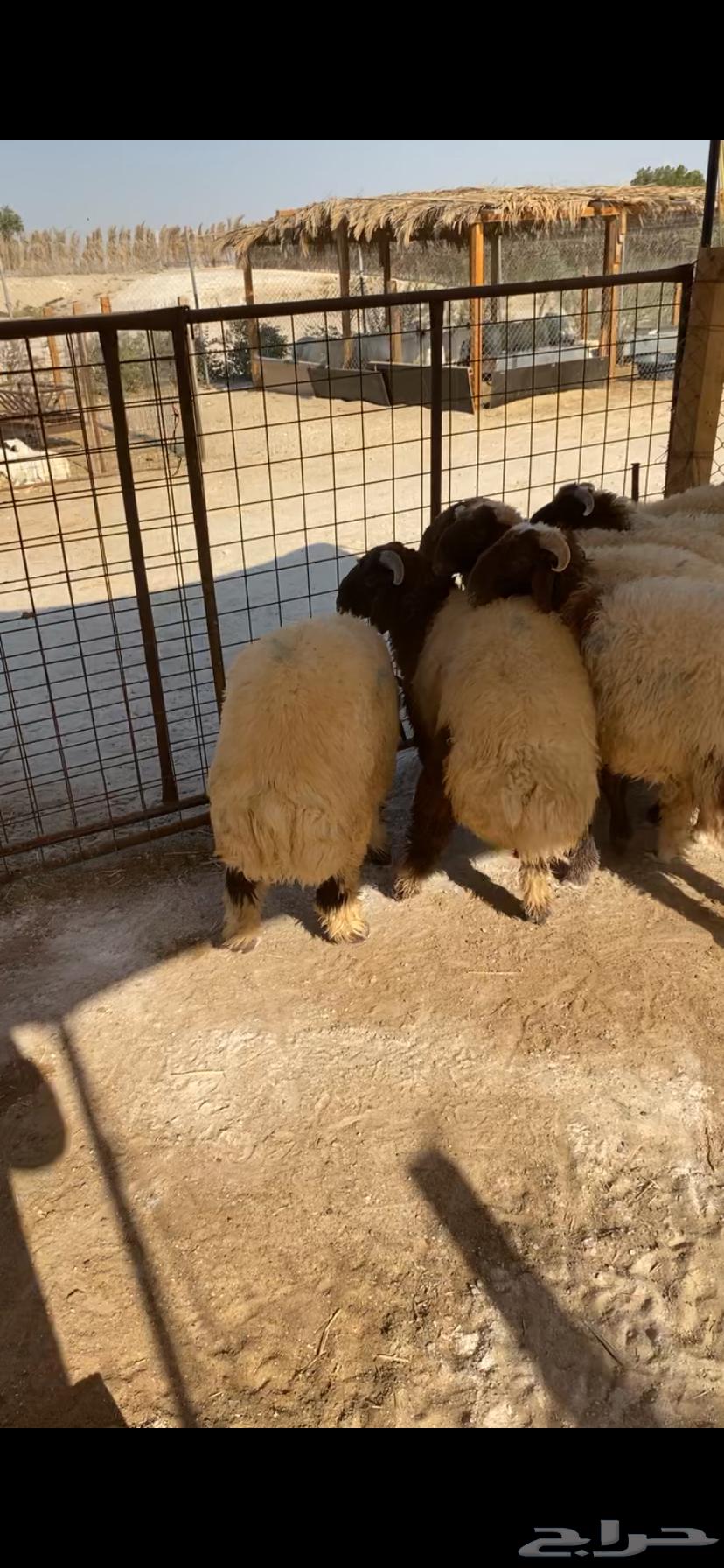 نعيم بلدي طرف ومجس طيب بالحيل64241654314114112