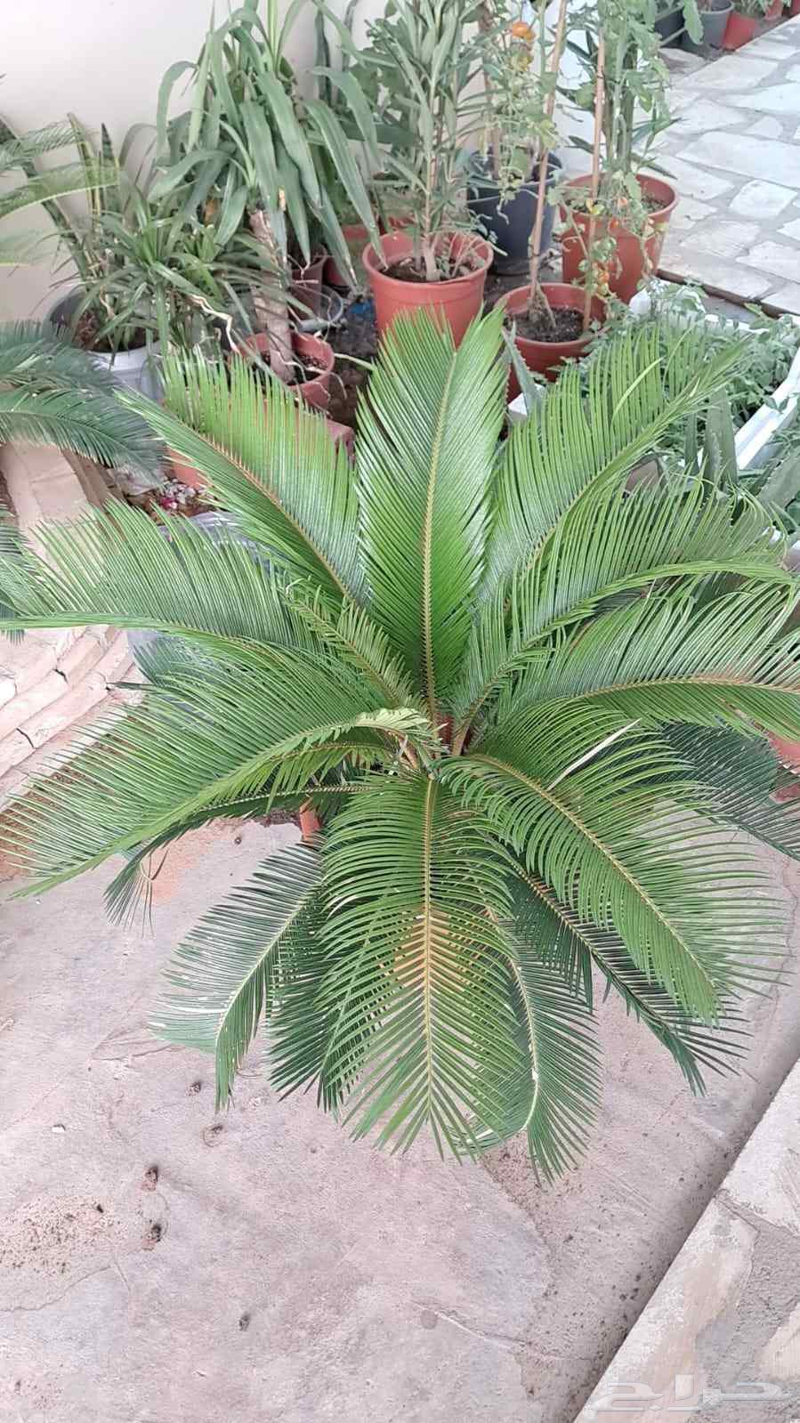 Landscaper and installer of all irrigation networks64244833680002110