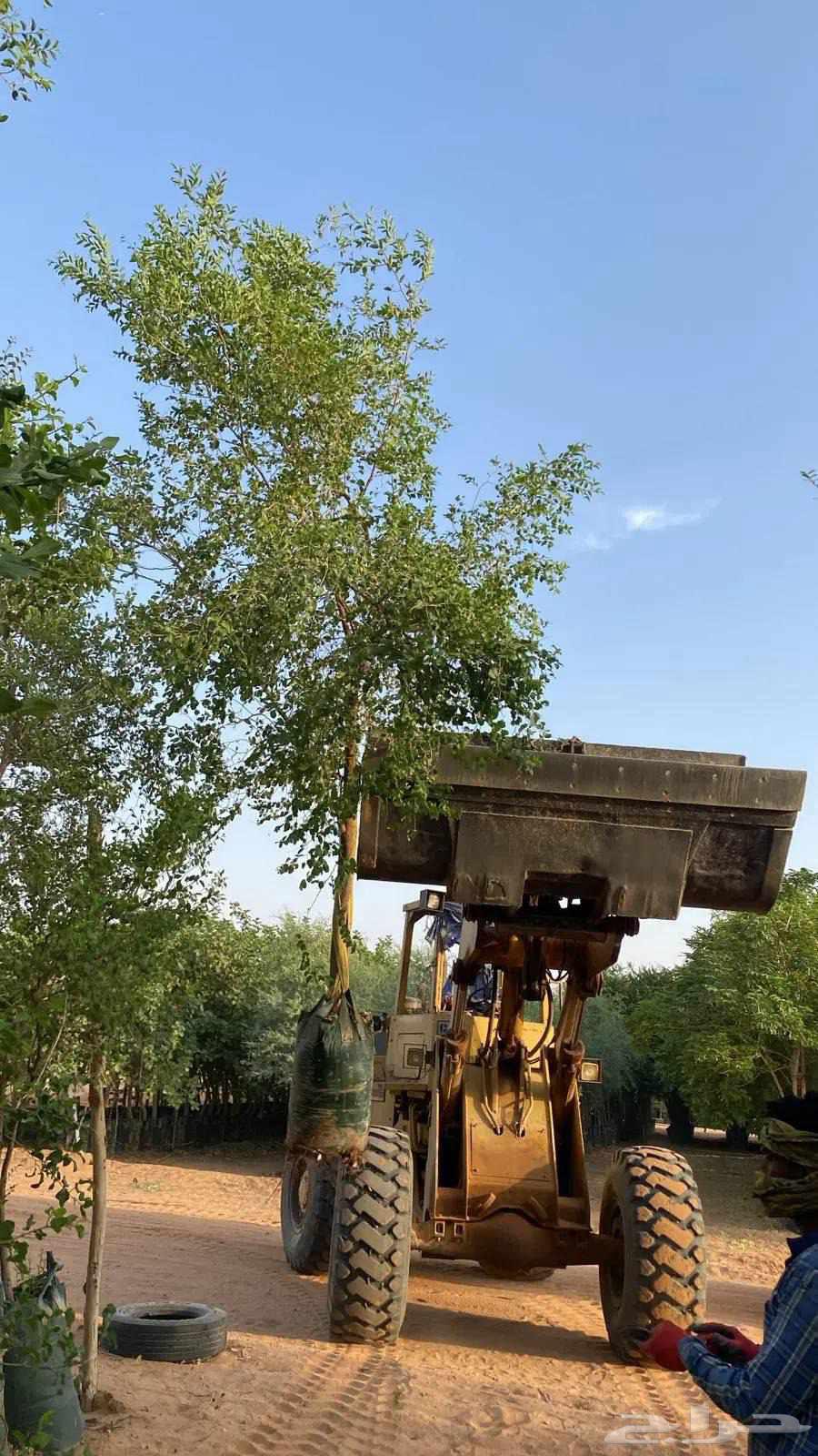 Date_palm_and_tree_planting64240786165763110