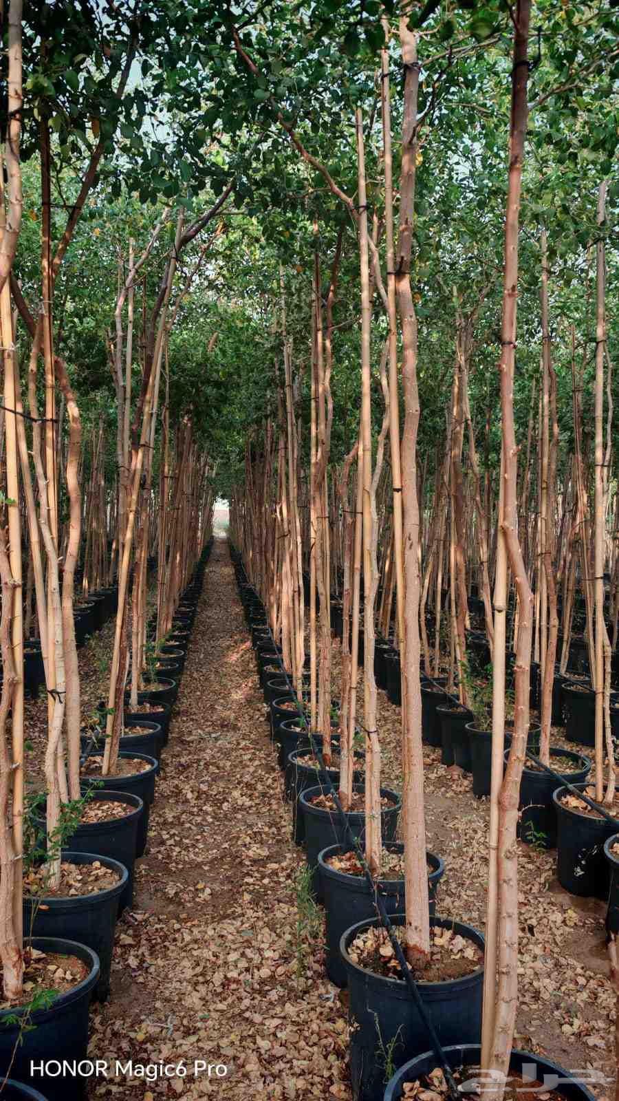 يوجد لدينا نخل عربي واشنطني وكذلك شبوك مزارع وجريد64244670096643111