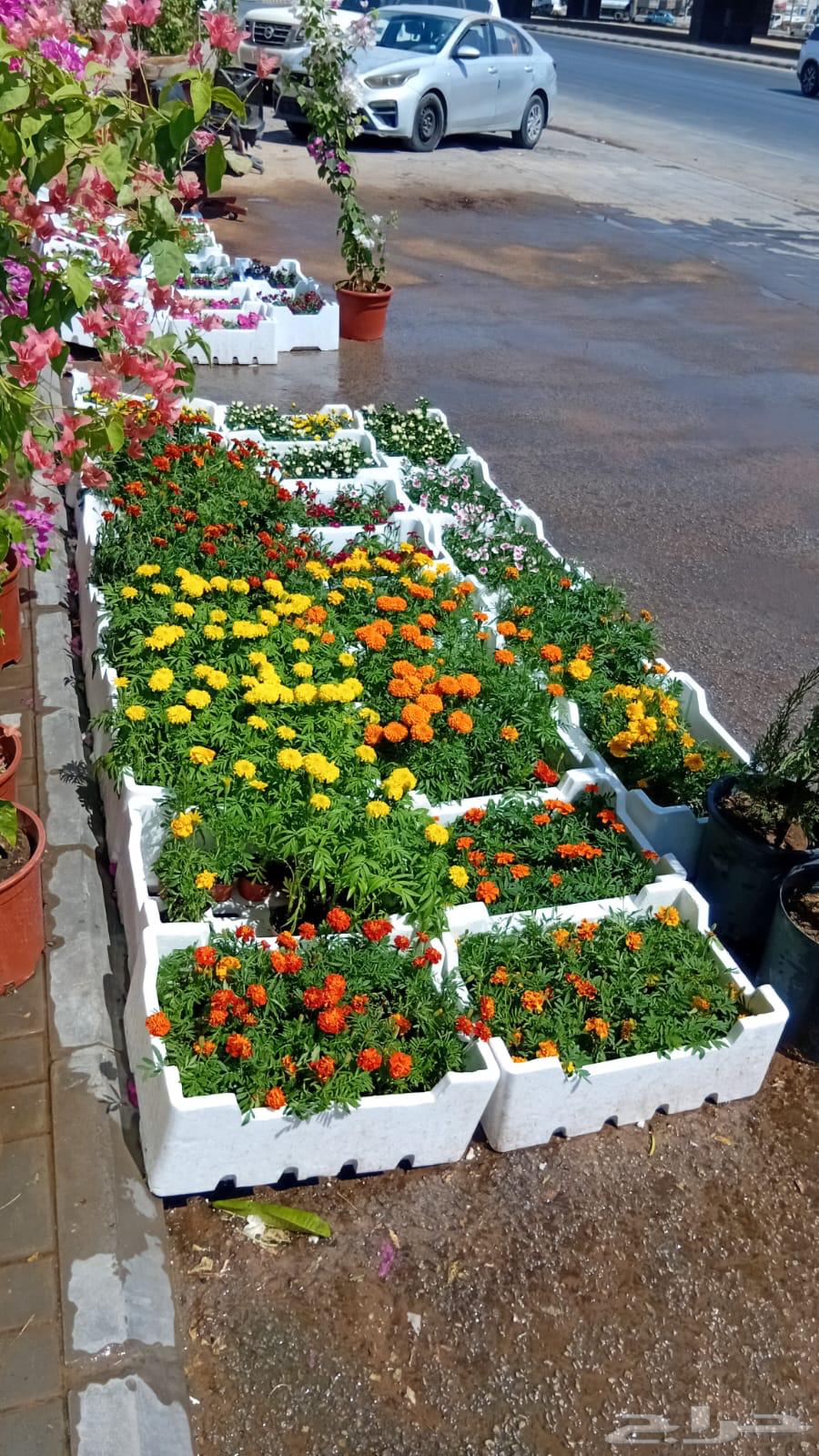 Natural Grass Supply and Installation64270060366978110