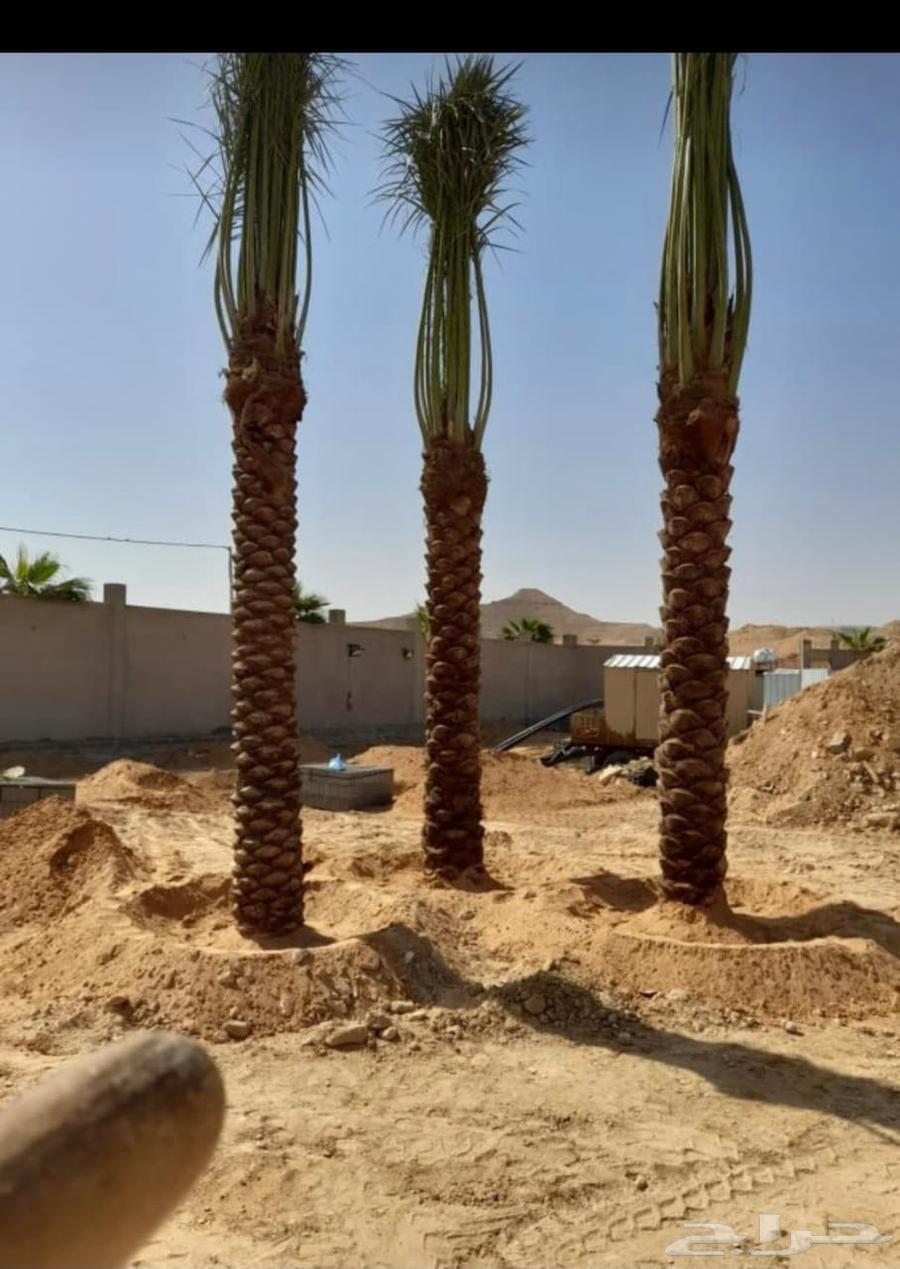 يوجد لدينا جميعا أنوع النخيل المثمر عربي واشنطن64240460129154111