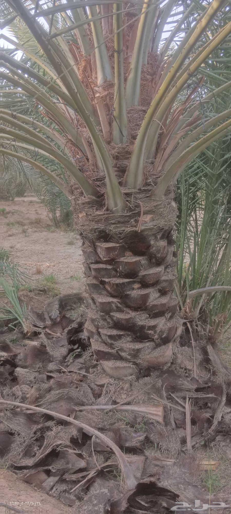 تكريب وتظيف النخيل وقلع الفراخ وزرعتها64241318220163110