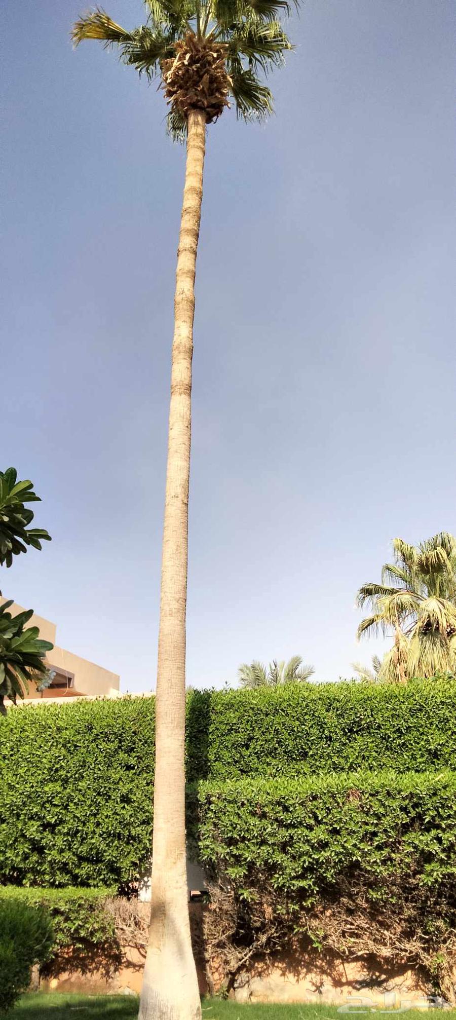 قص وترتيب الأشجار وتركيب النخيل العربي والوشنطونيا64241652203395110