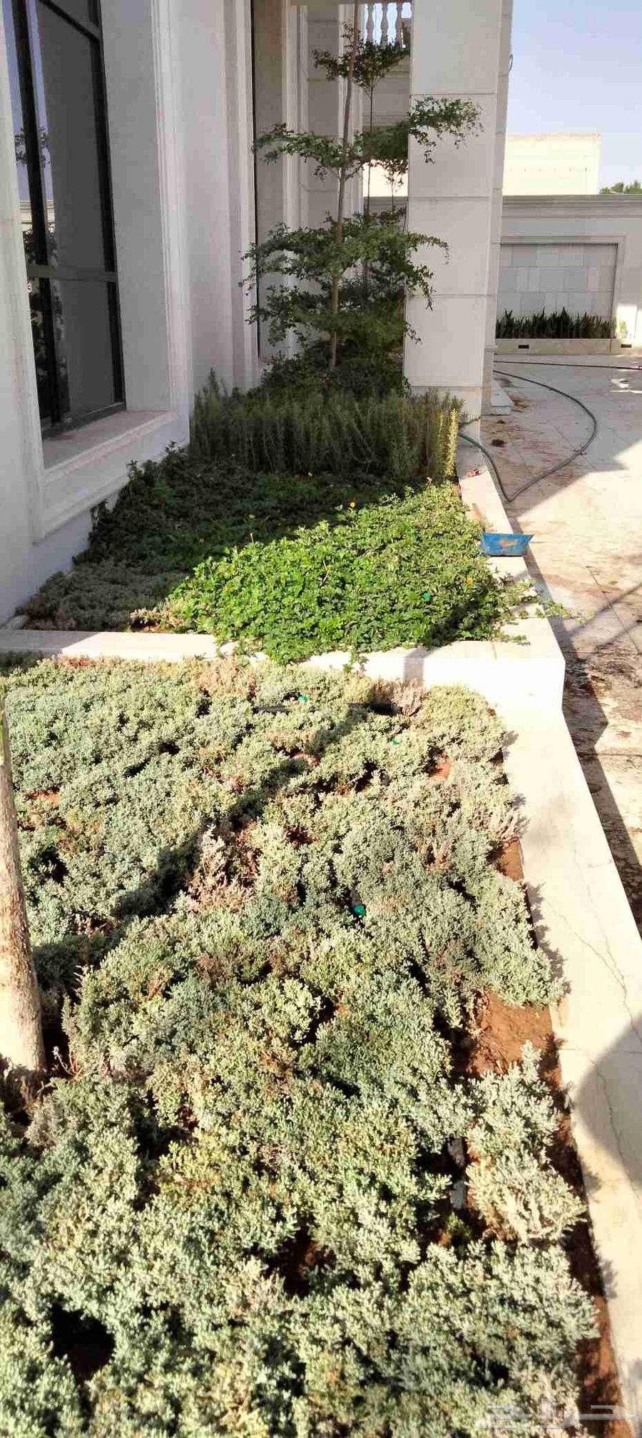 قص وترتيب الأشجار وتركيب النخيل العربي والوشنطونيا64241652203395113