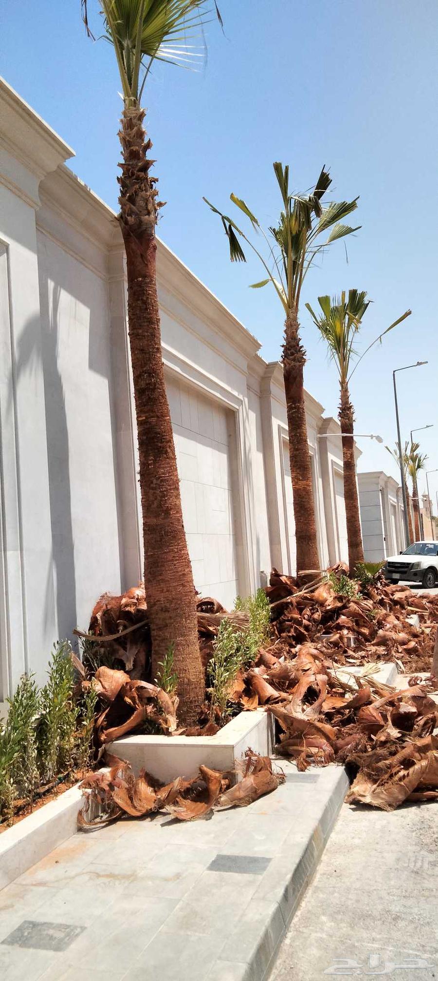 قص وترتيب الأشجار وتركيب النخيل العربي والوشنطونيا64241652203395112