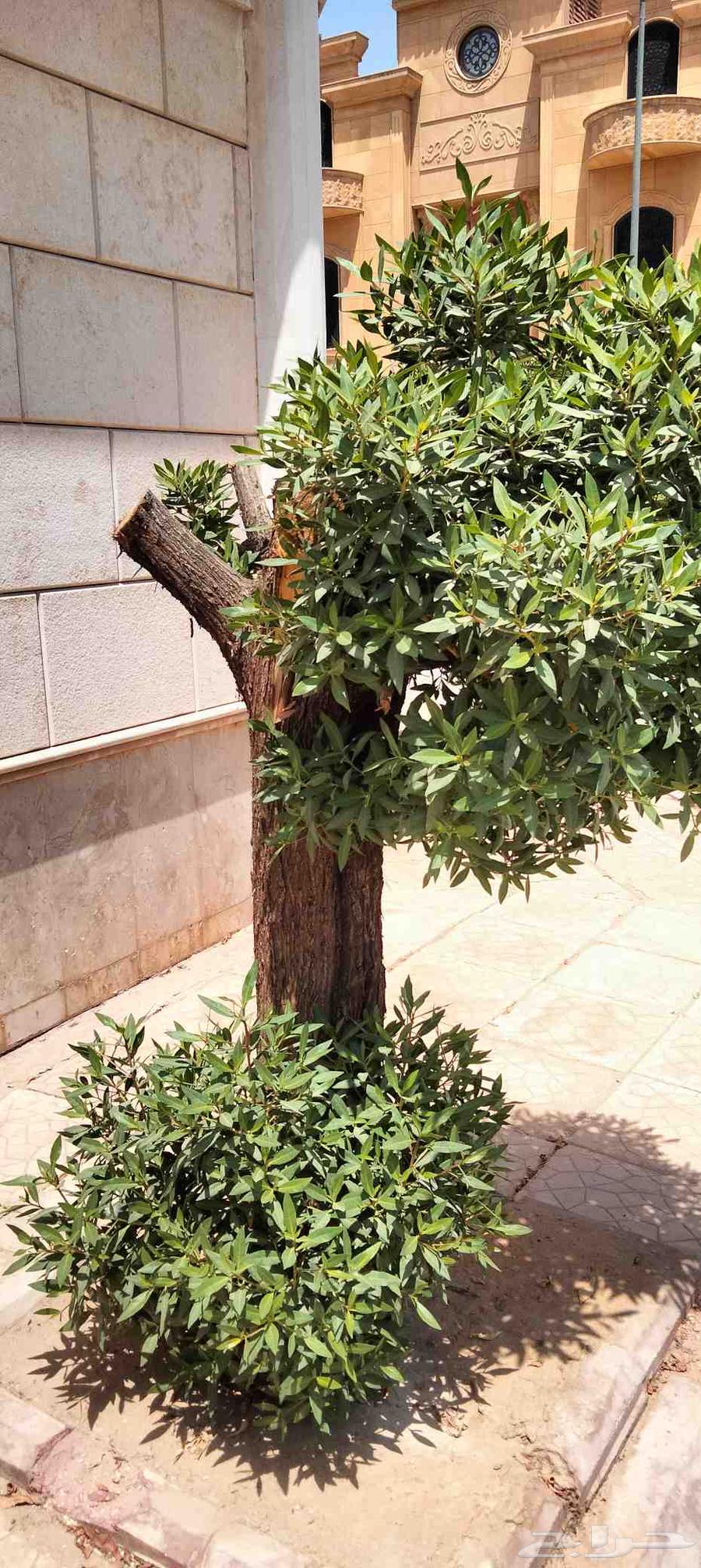 قص وترتيب الأشجار وتركيب النخيل العربي والوشنطونيا64241652203395114