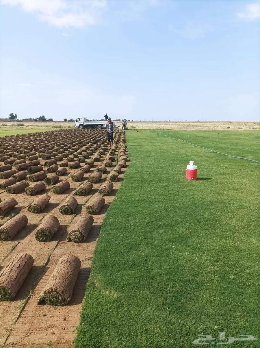 ثيل طبيعي بأفضل الأسعار64240788412930112